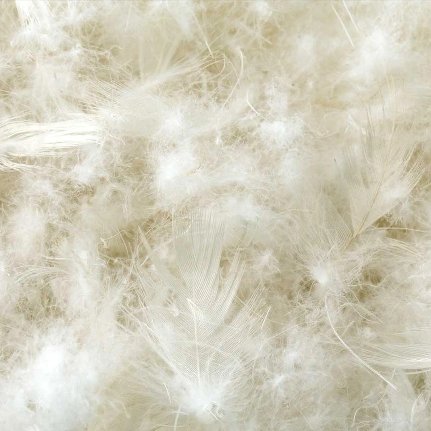 COTTON ENCASED DOWN BLEND